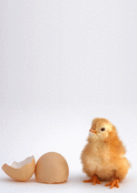 Petit poussin sortant de l'&oelig;uf
